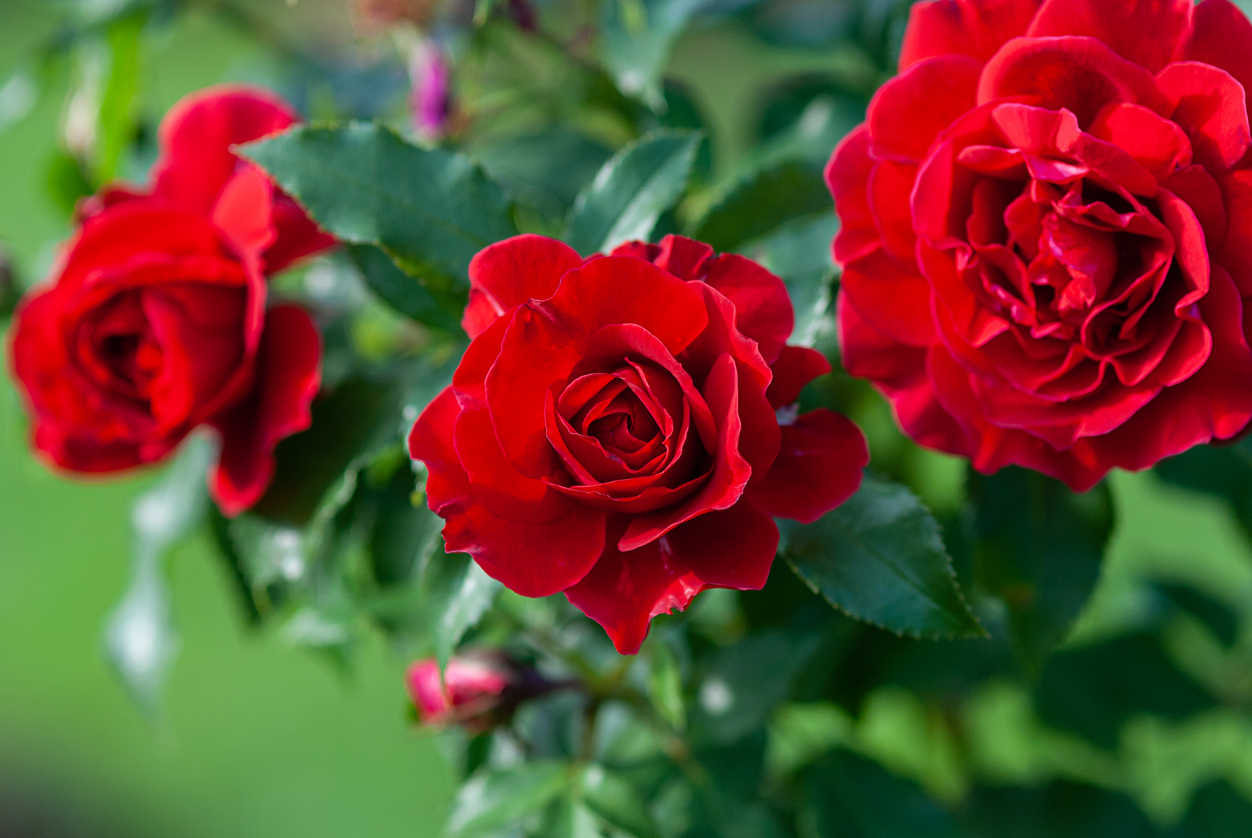 iStock 1277541723 Profesjonalna uprawa róż: kompleksowy przewodnik dla miłośników ogrodnictwa