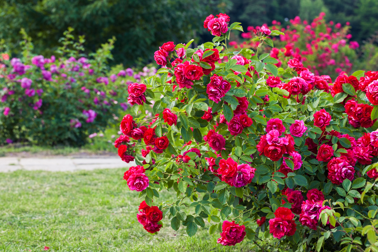 iStock 480348072 Profesjonalna uprawa róż: kompleksowy przewodnik dla miłośników ogrodnictwa